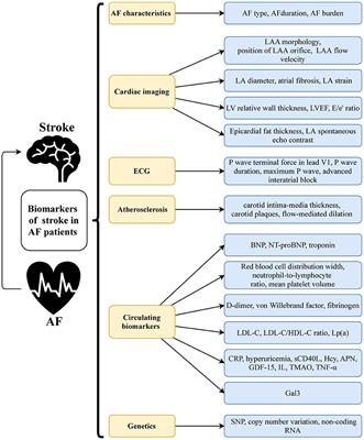 A Review of Biomarkers for Ischemic Stroke Evaluation in Patients With Non-valvular Atrial Fibrillation